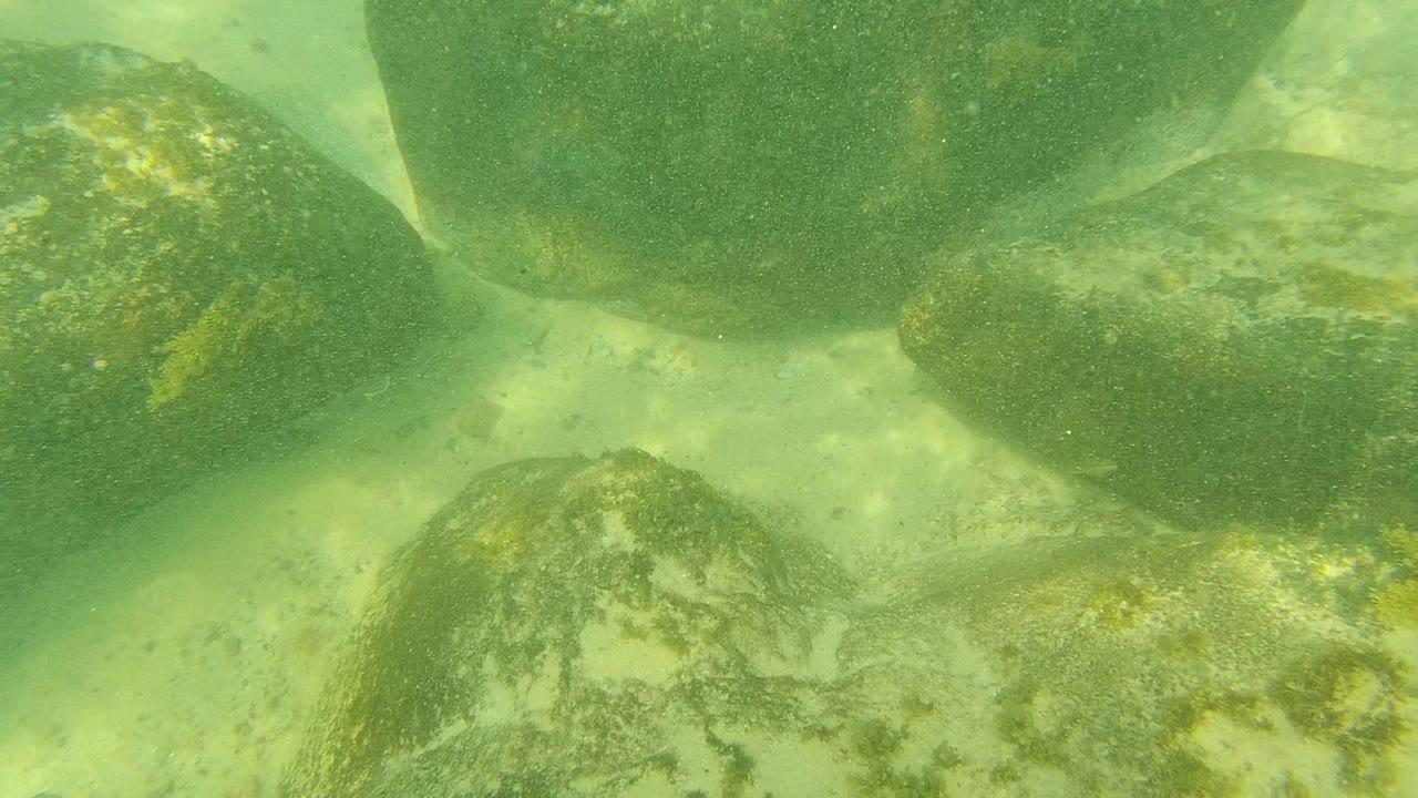 Palmilla Los Cabos underwater view with a mottled boulder at center right, pale sand between rocks, green water haze, and no visible people.