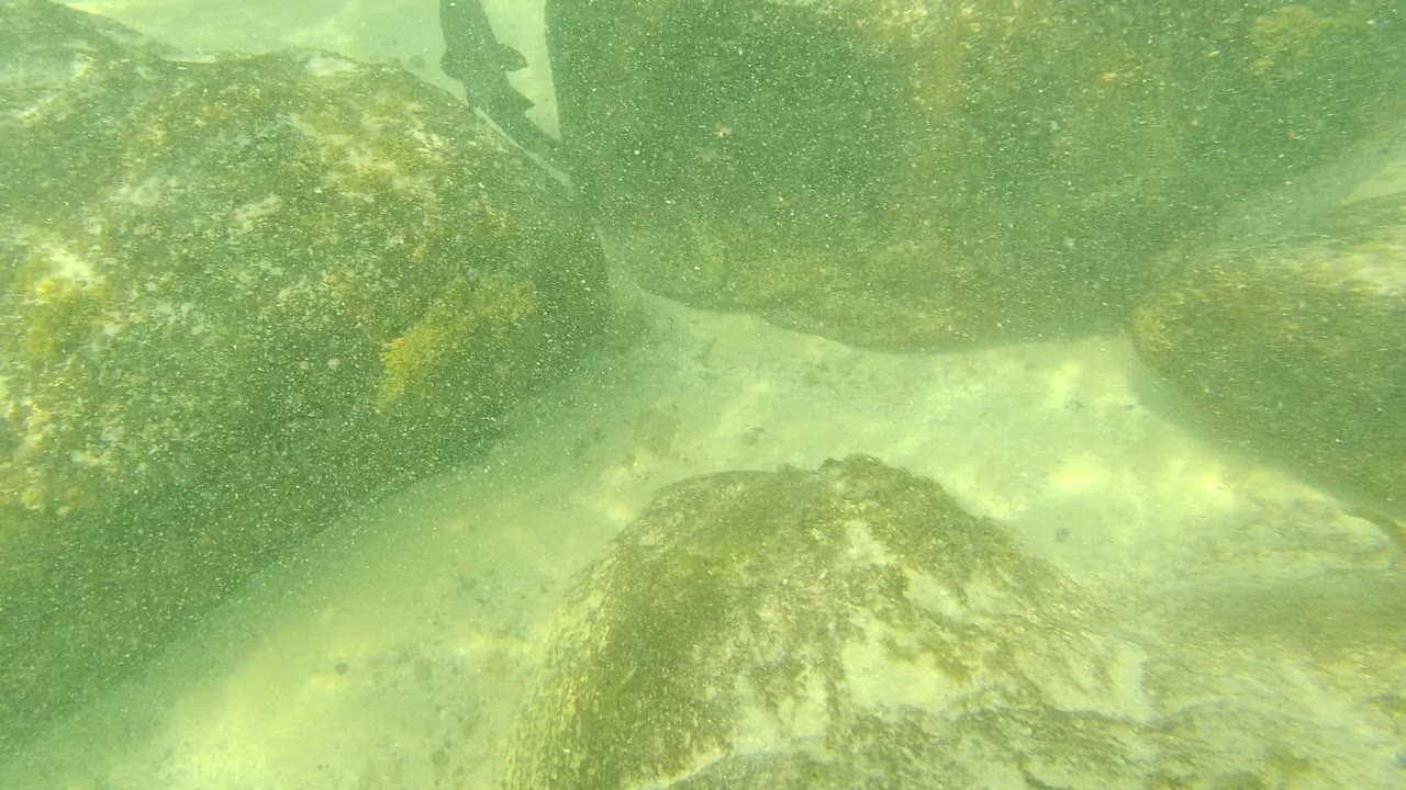 Underwater Palmilla Los Cabos frame showing a closer cluster of algae-covered rocks over pale sand, with green water and no visible people.