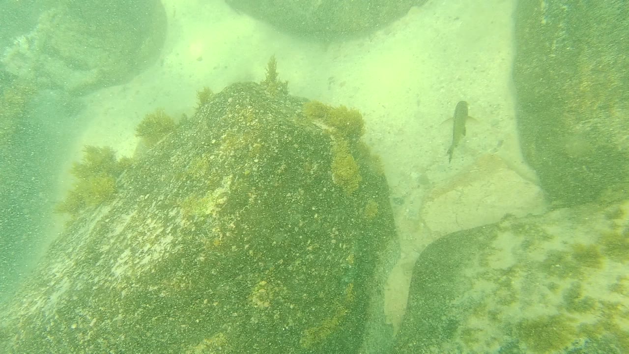 Underwater view at Palmilla Los Cabos showing a large algae-covered rock, pale sand, green water, and a small fish near the upper right, with no visible people.