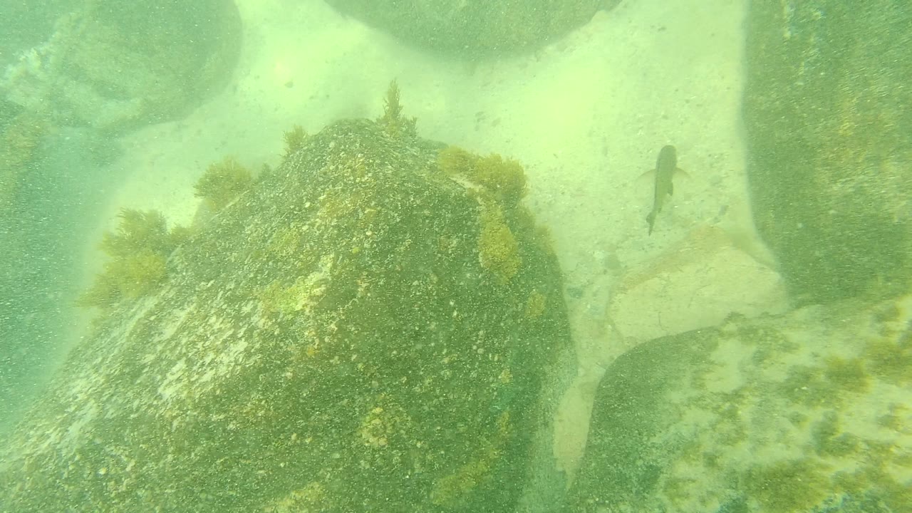 Palmilla Los Cabos underwater frame with a broad algae-speckled rock in the foreground, sand behind it, rounded rocks in the background, and no visible people.