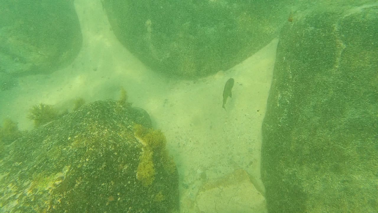 Underwater Palmilla Los Cabos view with a large rounded rock at right, sandy floor at center, darker rocks behind, and one small fish suspended near the upper right, with no visible people.