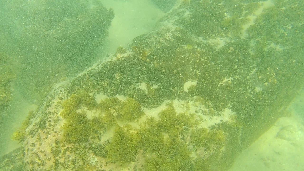 Green underwater rocks with algae and pale sand gaps.