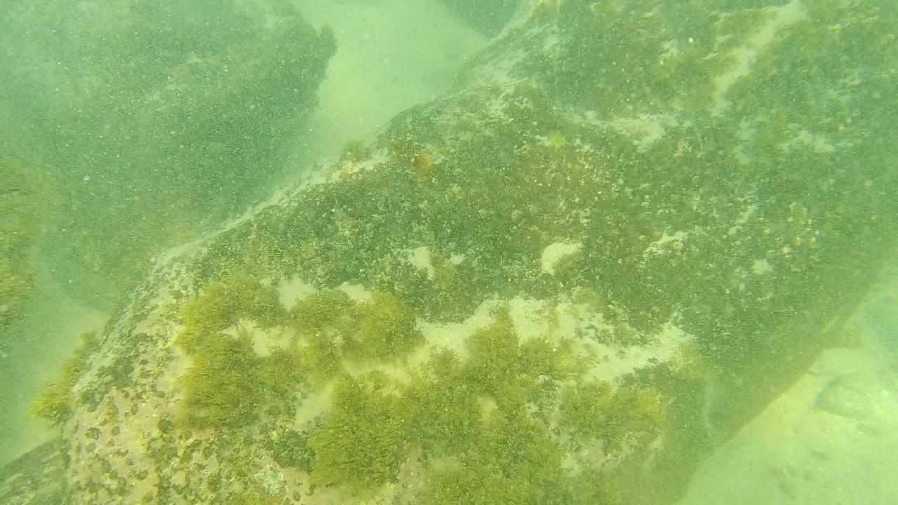 Close underwater frame in Palmilla Los Cabos with a rounded algae-covered boulder, darker rocks behind it, sandy bottom, and no visible people.