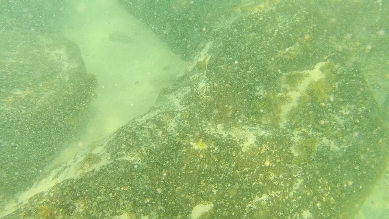 Palmilla Los Cabos underwater frame with a large sloping rock face, speckled algae and marine growth, green water cast, and no visible people.