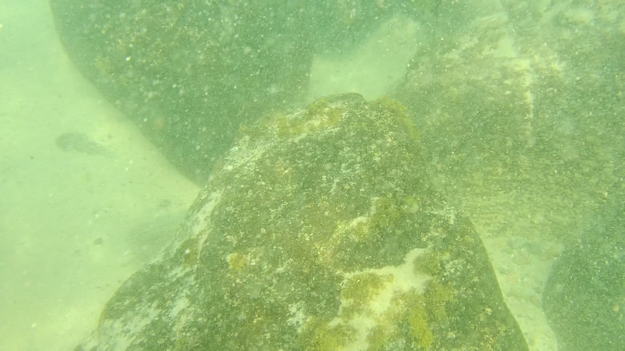 Underwater view in Palmilla Los Cabos showing rounded foreground rocks, sandy bottom, cloudy green water, scattered algae, and no visible people.