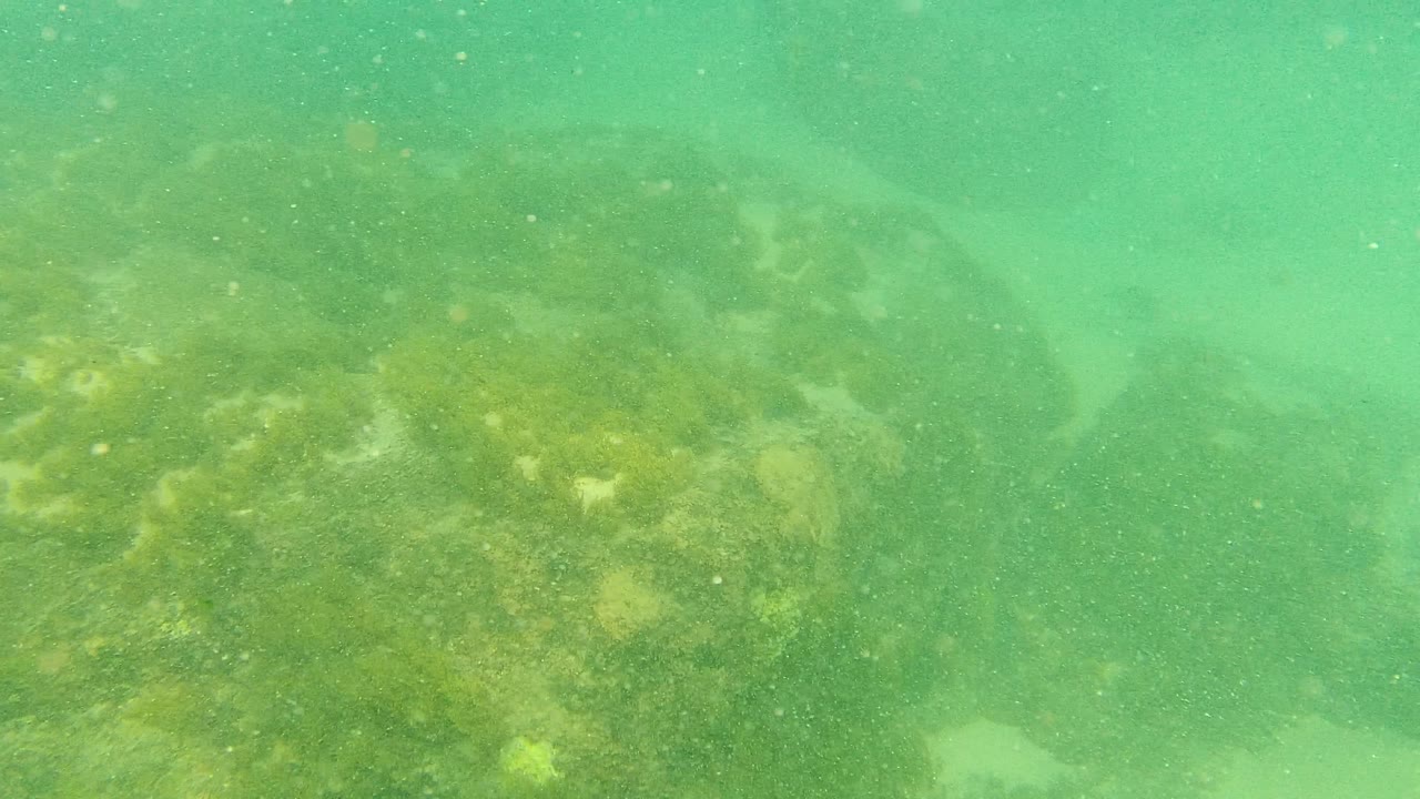 Underwater frame from Palmilla Los Cabos with a large algae-coated boulder in green water and fine particles drifting through the view, with no visible people.