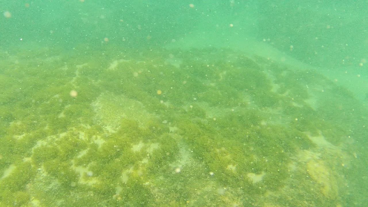 Palmilla Los Cabos underwater frame showing a closer section of rocky seabed with mottled algae patches and clear green water, with no visible people.