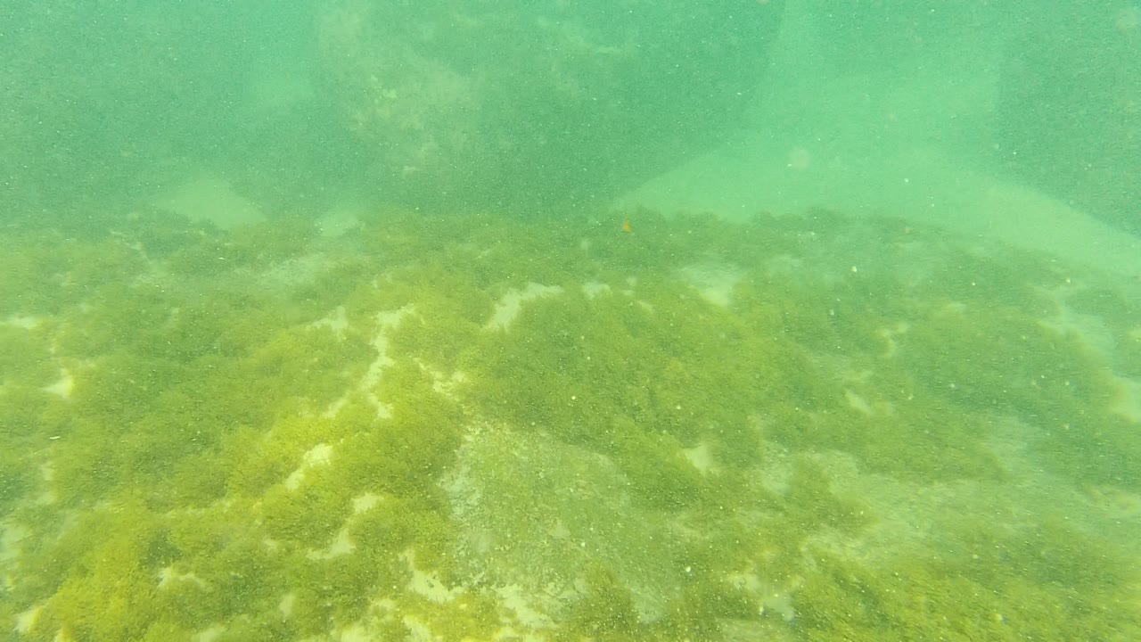 Underwater rocks with pale sandy bottom visible between algae-covered surfaces