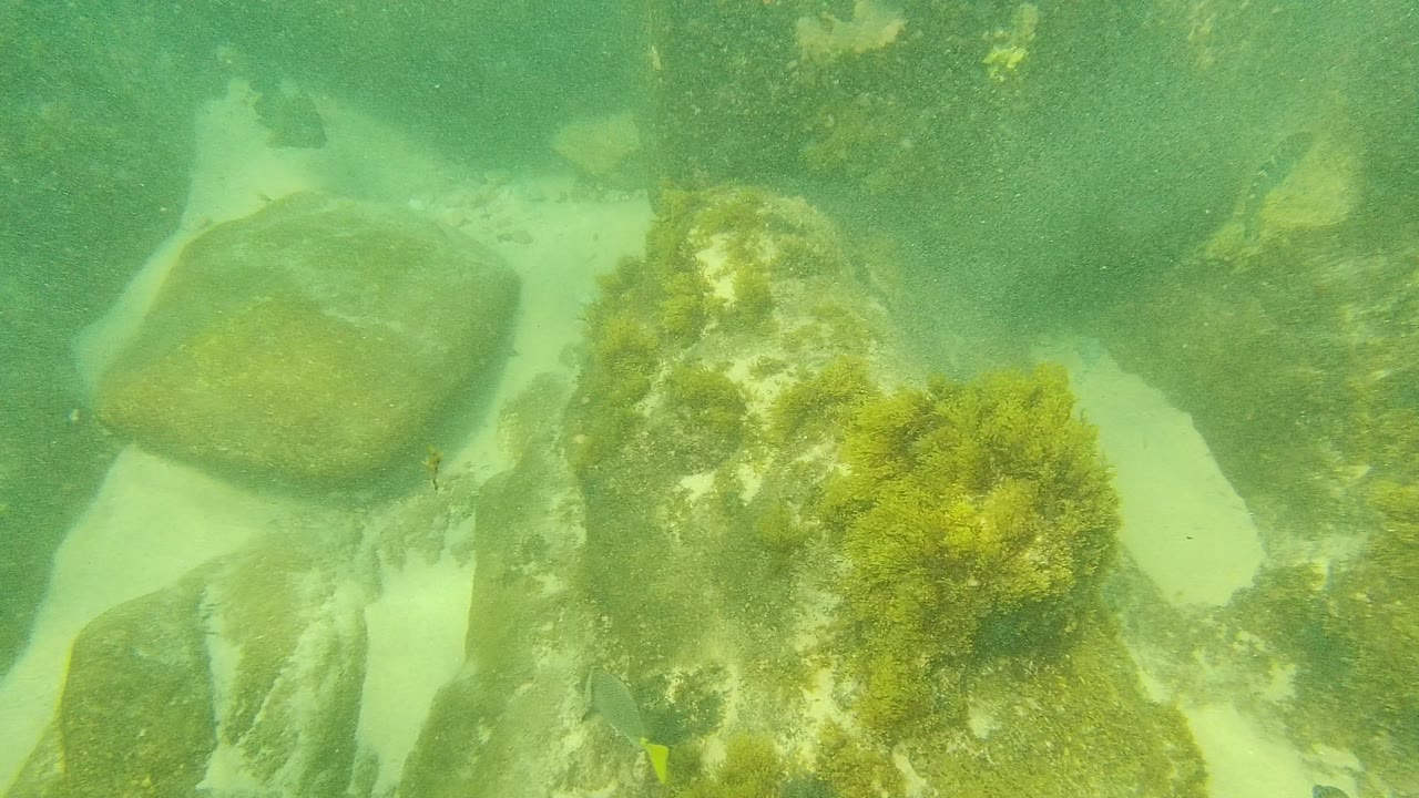Underwater rocks, seaweed, pale sand, and small fish in green water