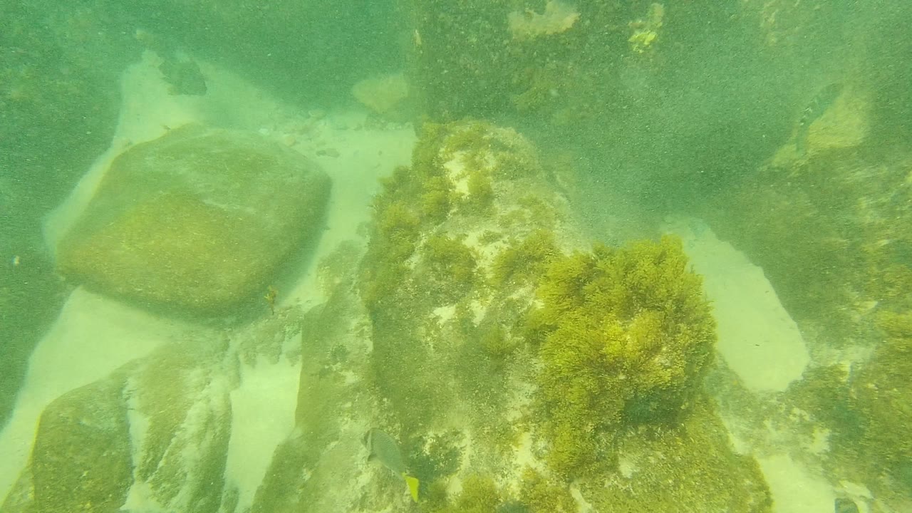 Palmilla Los Cabos underwater frame with algae-covered rocks, sandy channels, and a small fish near the upper right in green water, with no visible people.