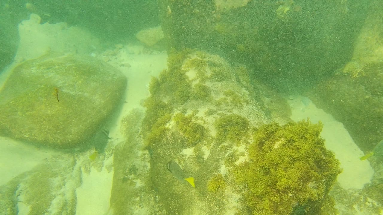 Underwater seabed in Palmilla Los Cabos with a large rounded rock, algae patches, pale sand, and a small yellow-tailed fish, with no visible people.