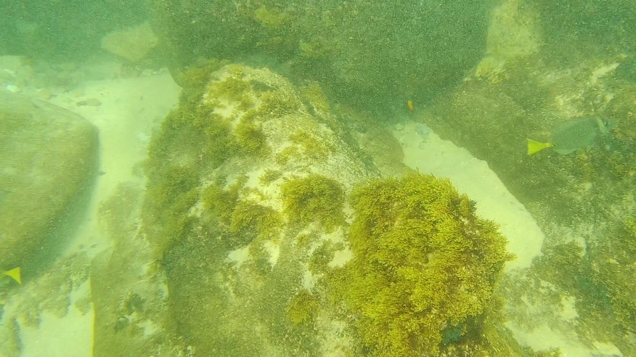 Palmilla Los Cabos underwater view with a foreground algae-covered rock, pale seabed sand, dark rocks in the background, and no visible people.