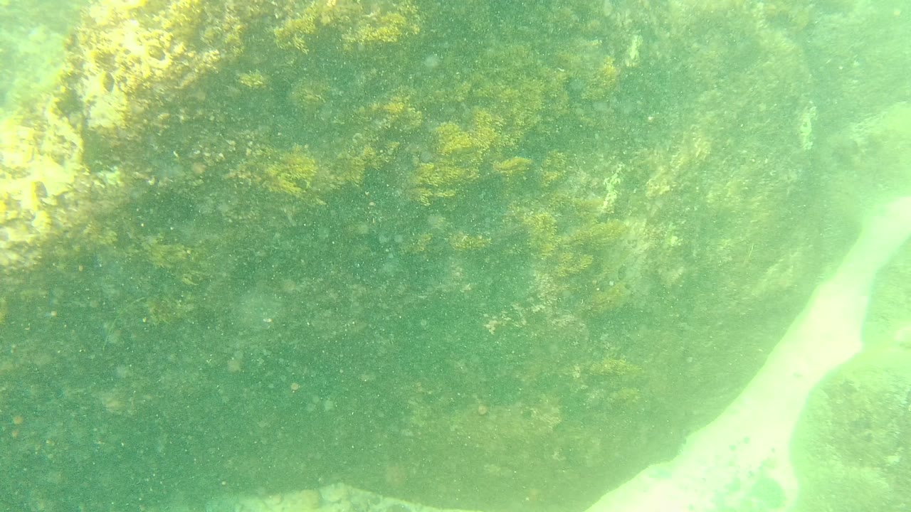 Algae-covered rocks and a pale sand channel appear through green water in Palmilla Los Cabos, Mexico, with no visible people.