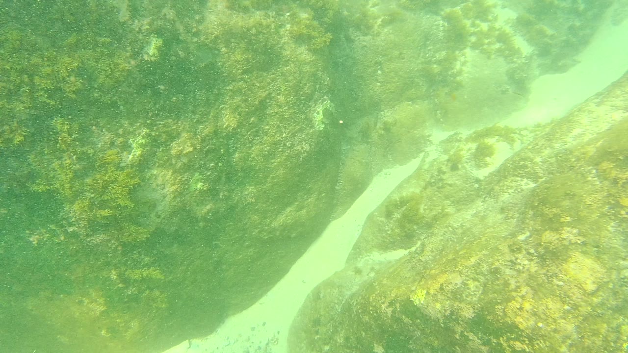 Underwater rocks and sand channels seen through green water.