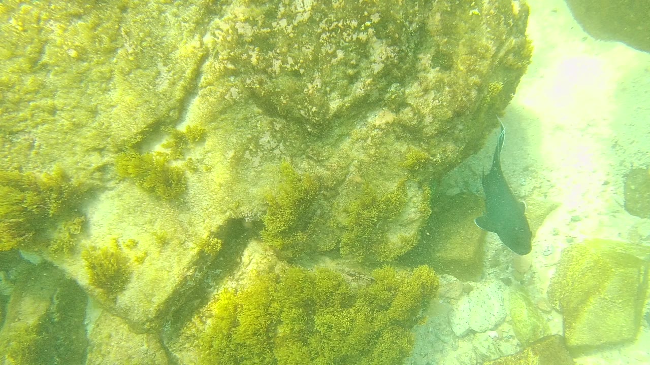 Dark fish swims beside algae-covered rocks in green water at Palmilla Los Cabos, with pale sand visible in gaps and no visible people.