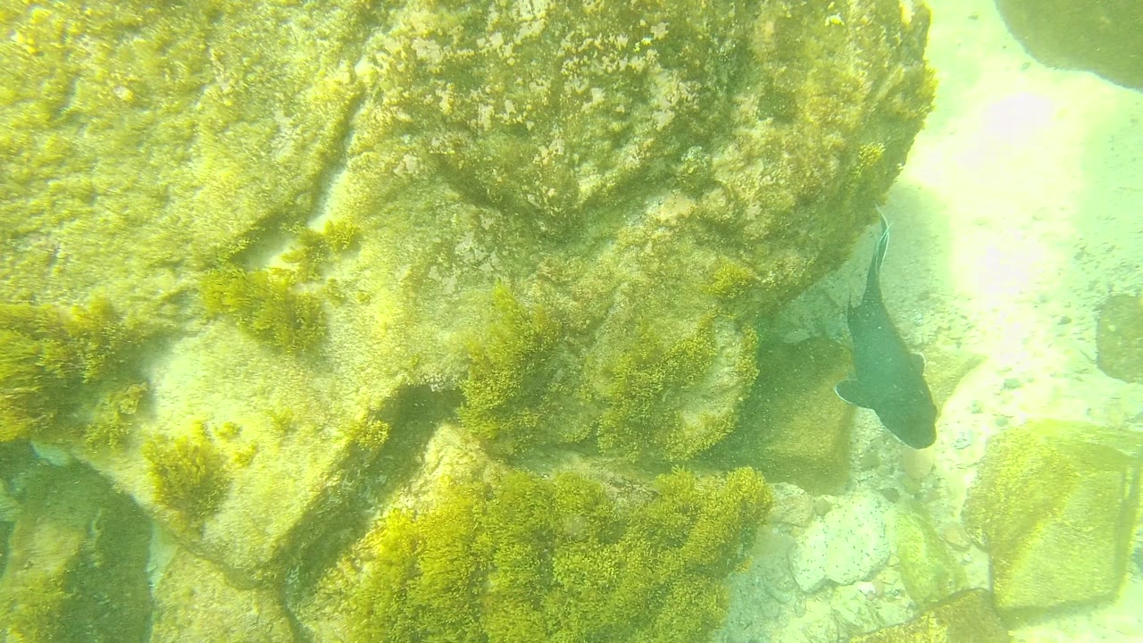 Dark fish remains near a large algae-coated rock face in Palmilla Los Cabos, with yellow-green light across the seabed and no visible people.