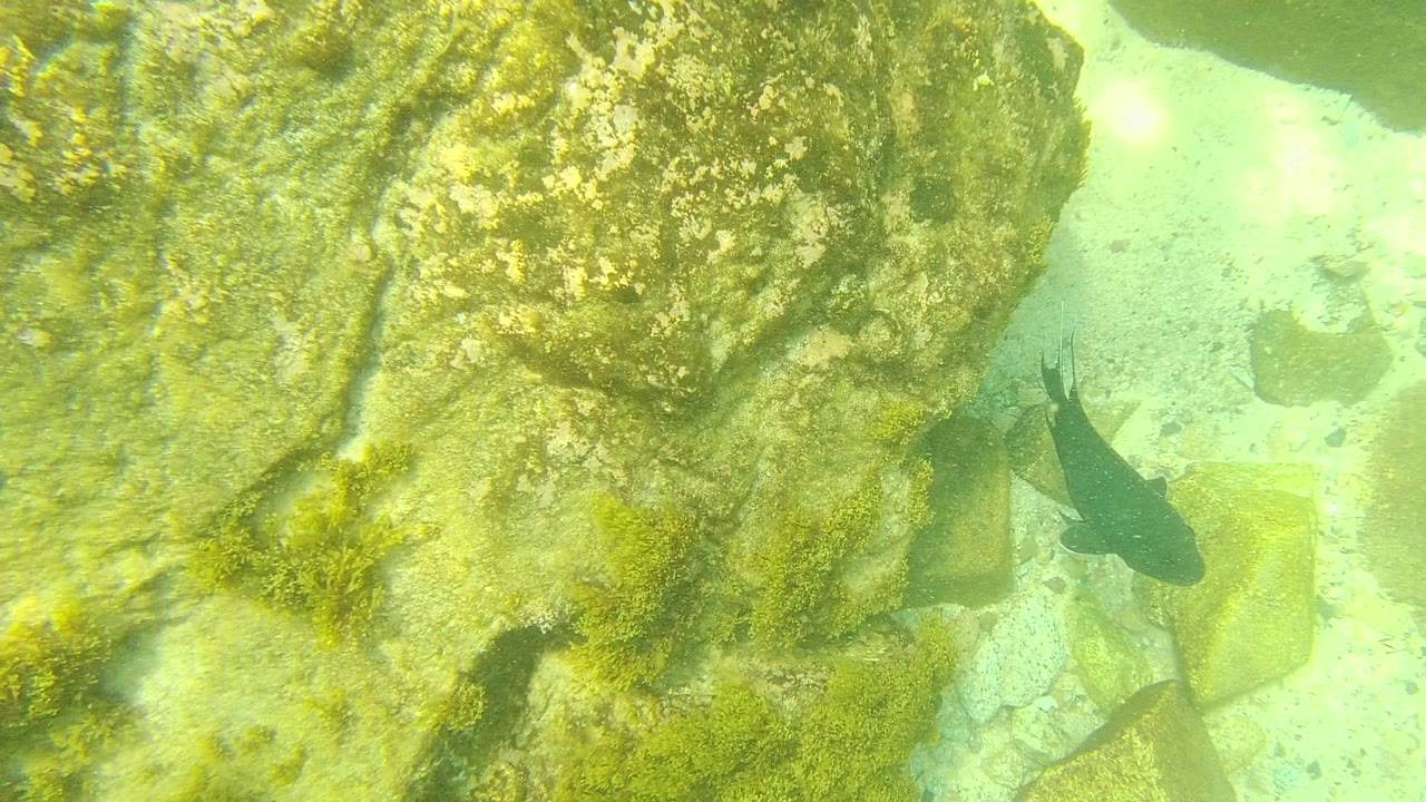 A dark fish is partly hidden at the right edge of algae-covered rocks in Palmilla Los Cabos, with pale sandy bottom behind it and no visible people.