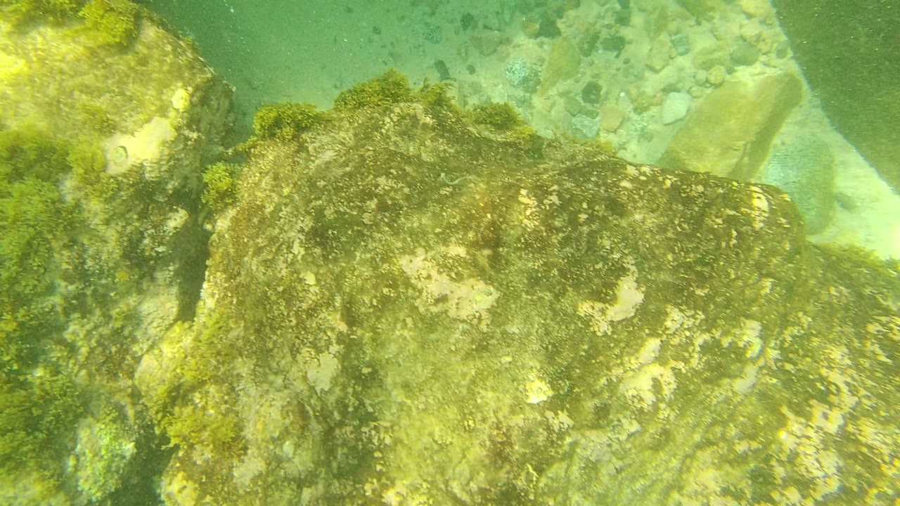 Algae-covered rocks over green sandy seabed