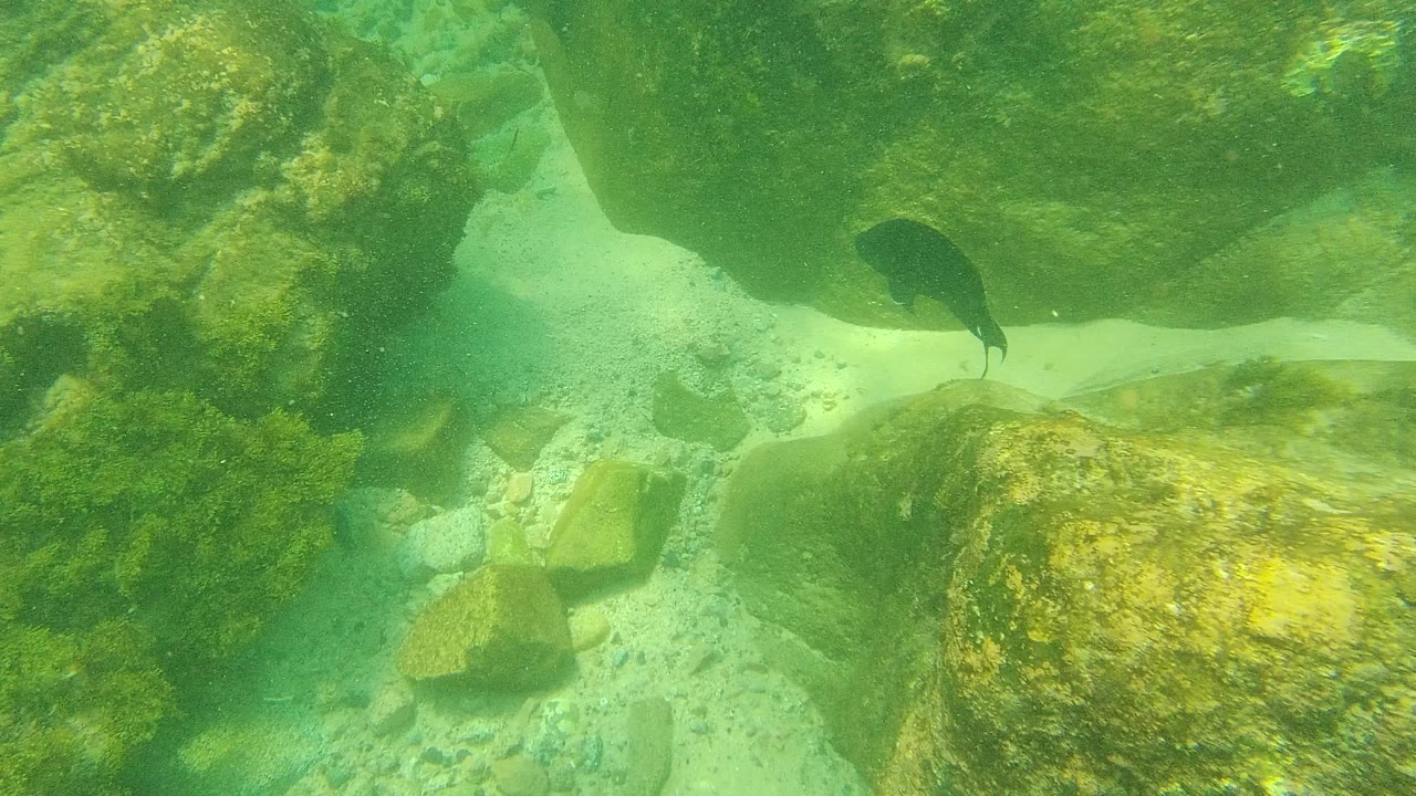 Dark fish near algae-covered underwater rocks and sandy bottom.