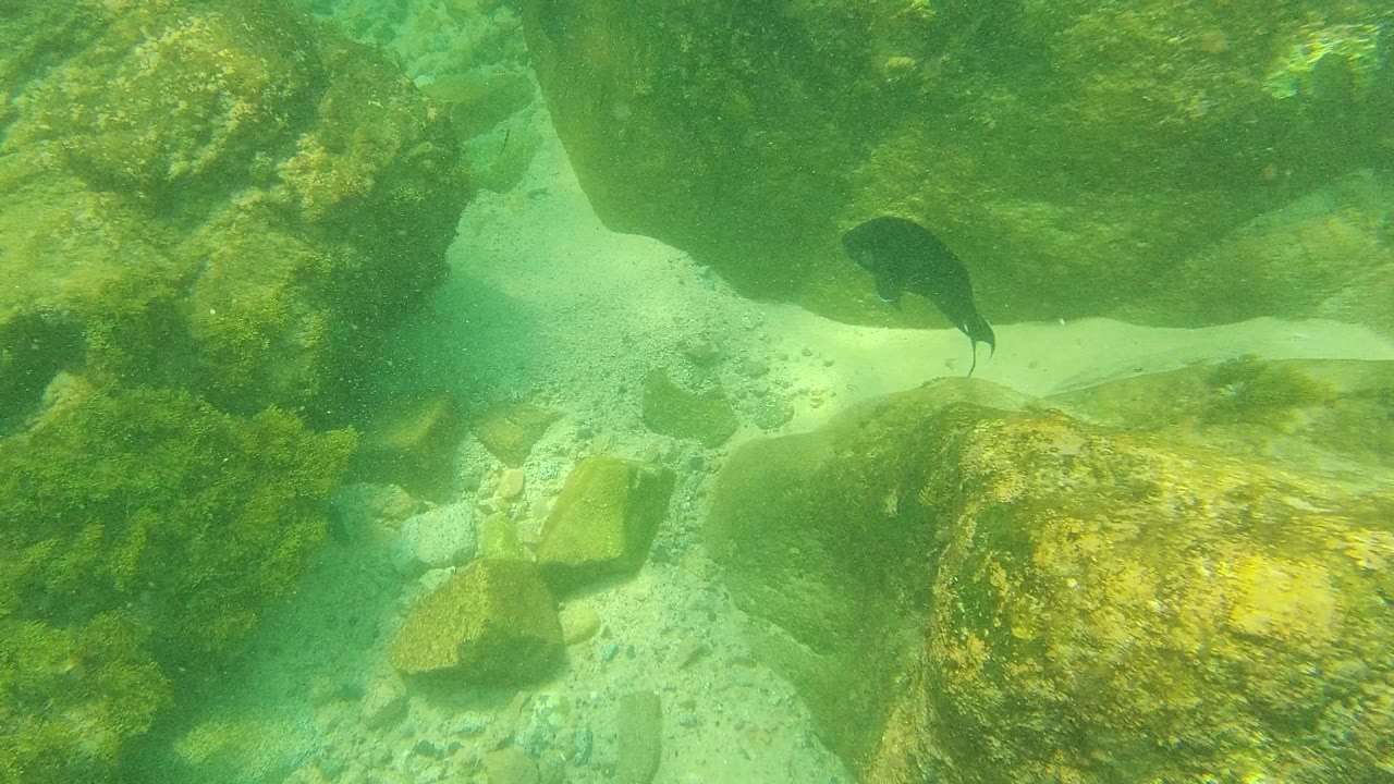 The fish holds near the shadowed underside of a rock ledge in Palmilla Los Cabos, with green algae on the rocks and no visible people.