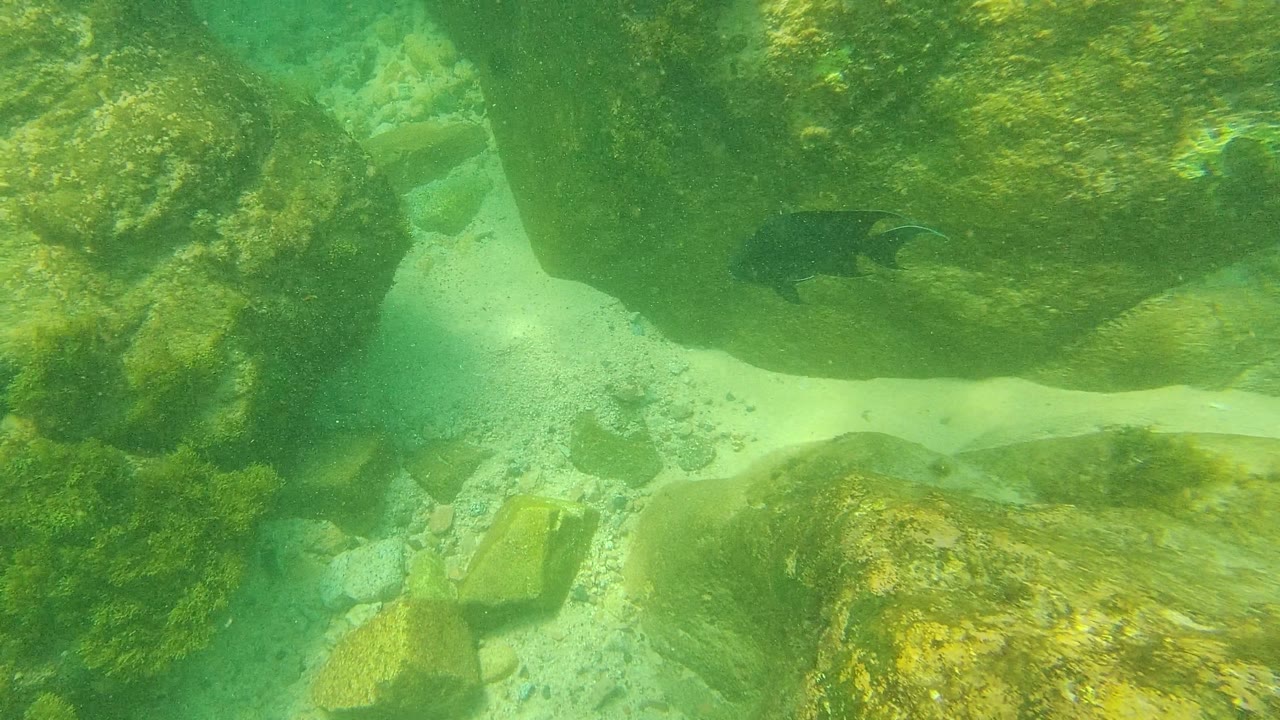 A dark fish appears near the upper right of the Palmilla Los Cabos underwater rocks, with sunlit sand crossing the background and no visible people.