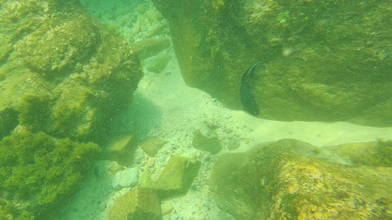 The fish moves along the left side of a large algae-coated rock in Palmilla Los Cabos, with pale sand and rock shadows behind it and no visible people.