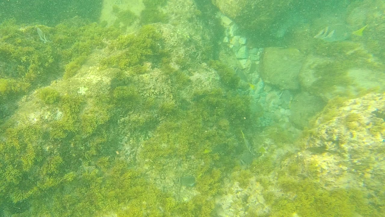Algae-covered rocks and pale sand are visible underwater in Palmilla Los Cabos, Mexico, with green filtered light and no visible people.