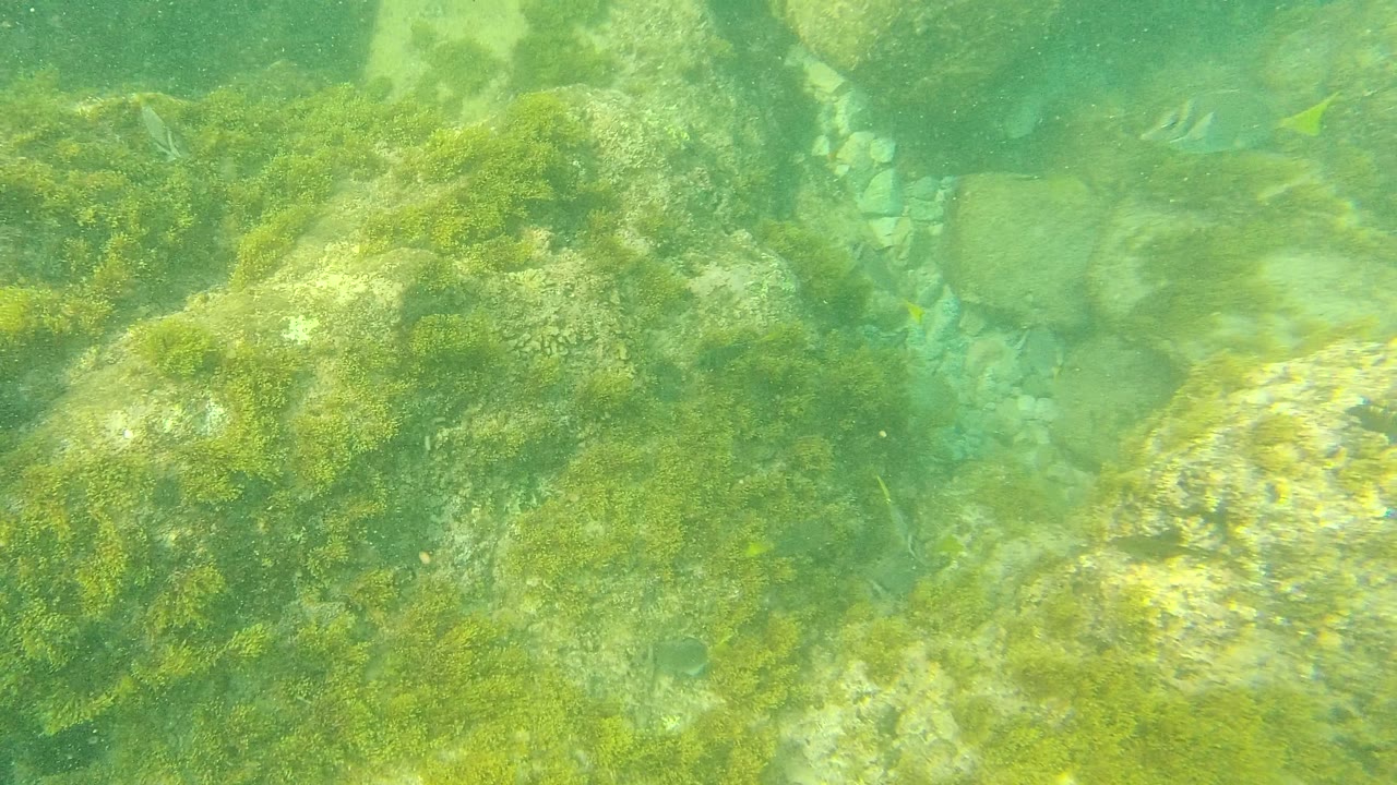Rocky seabed with algae and small fish