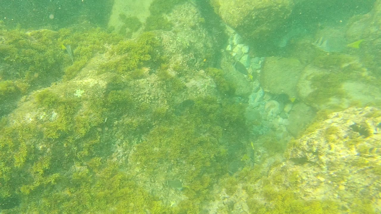 Clear green water covers algae-coated rocks and a light sand channel on the seabed at Palmilla Los Cabos, Mexico, with no visible people.