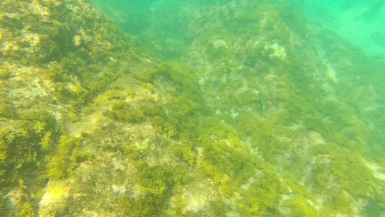 Underwater view in Palmilla Los Cabos showing a green-tinted rocky seabed covered in algae, with no visible people.