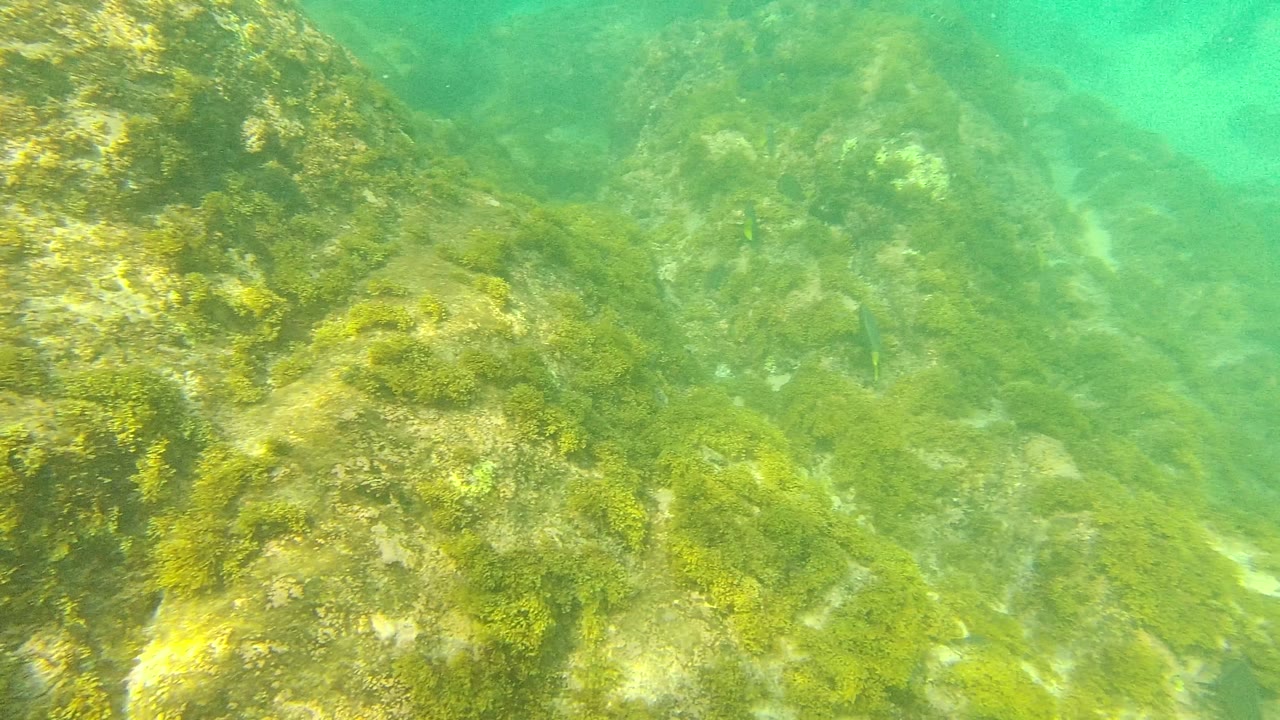 Underwater frame in Palmilla Los Cabos with a broad algae-coated rock face in the foreground and hazy rocky seabed behind it, with no visible people.
