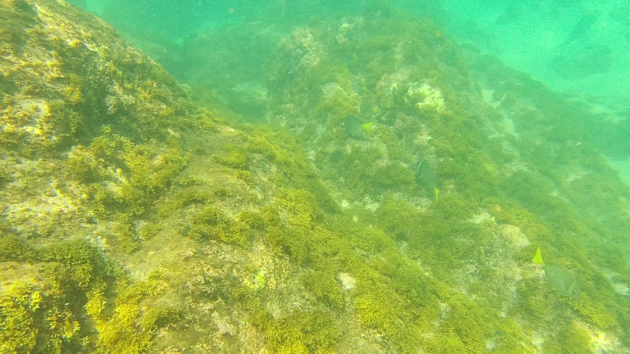 Underwater view in Palmilla Los Cabos with yellow-green algae on sloping rocks and small fish visible near the right side, with no visible people.
