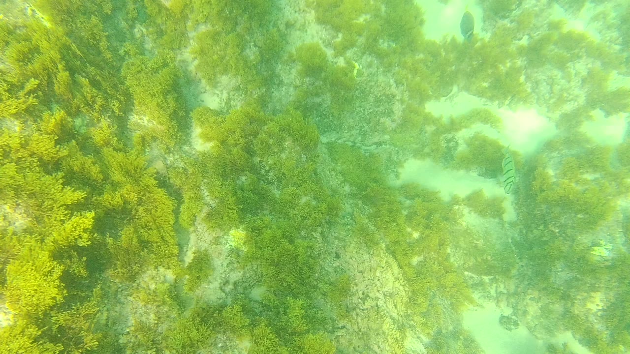 Green seaweed and algae covering rocks beneath clear shallow water.