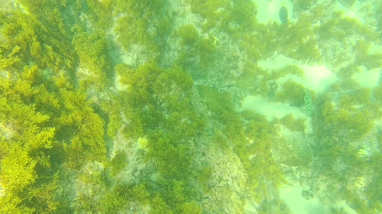 Palmilla Los Cabos seabed with dense green algae on rocks, pale sandy gaps, and filtered sunlight through clear water, with no visible people.