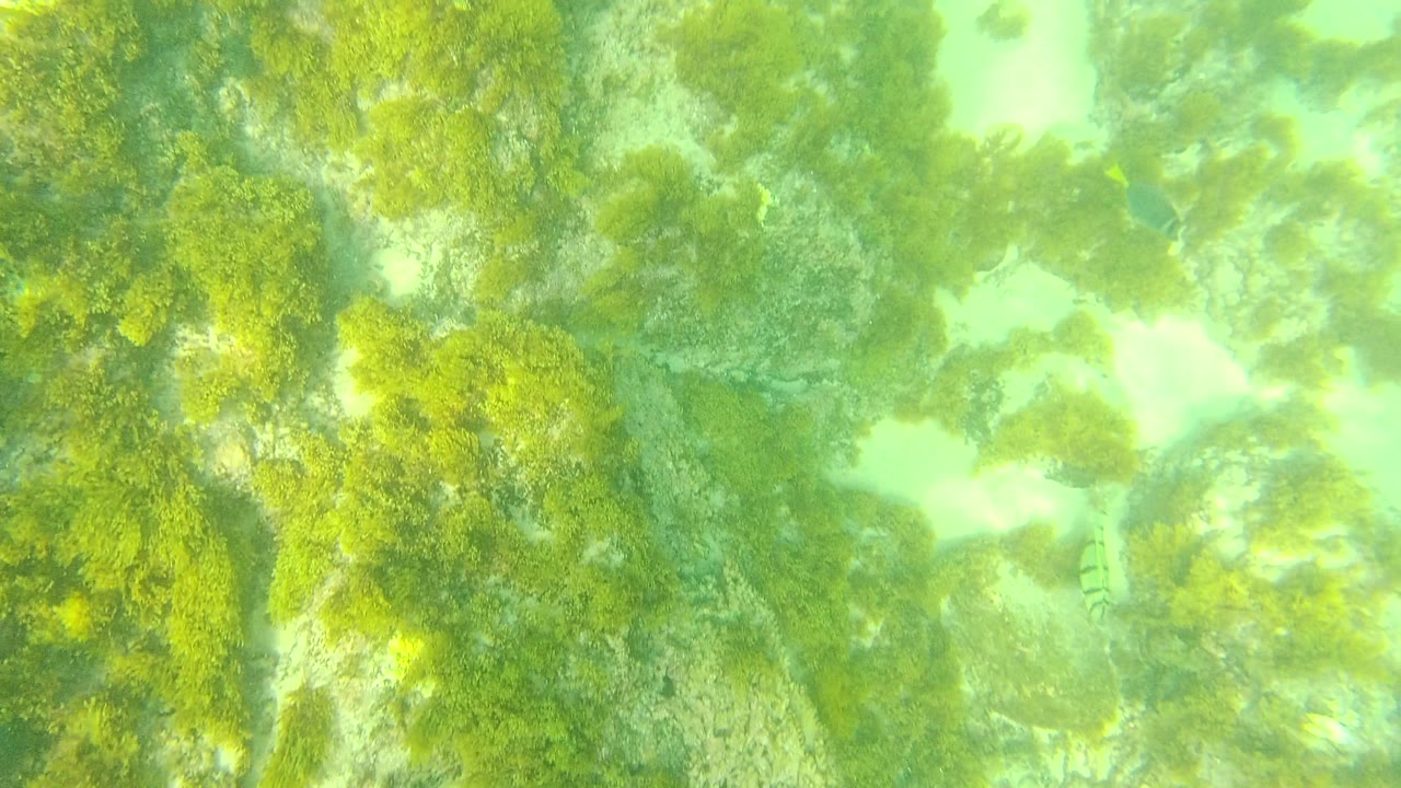Palmilla Los Cabos underwater frame looking down on bright green seaweed, submerged rocks, and clear sunlit water, with no visible people.