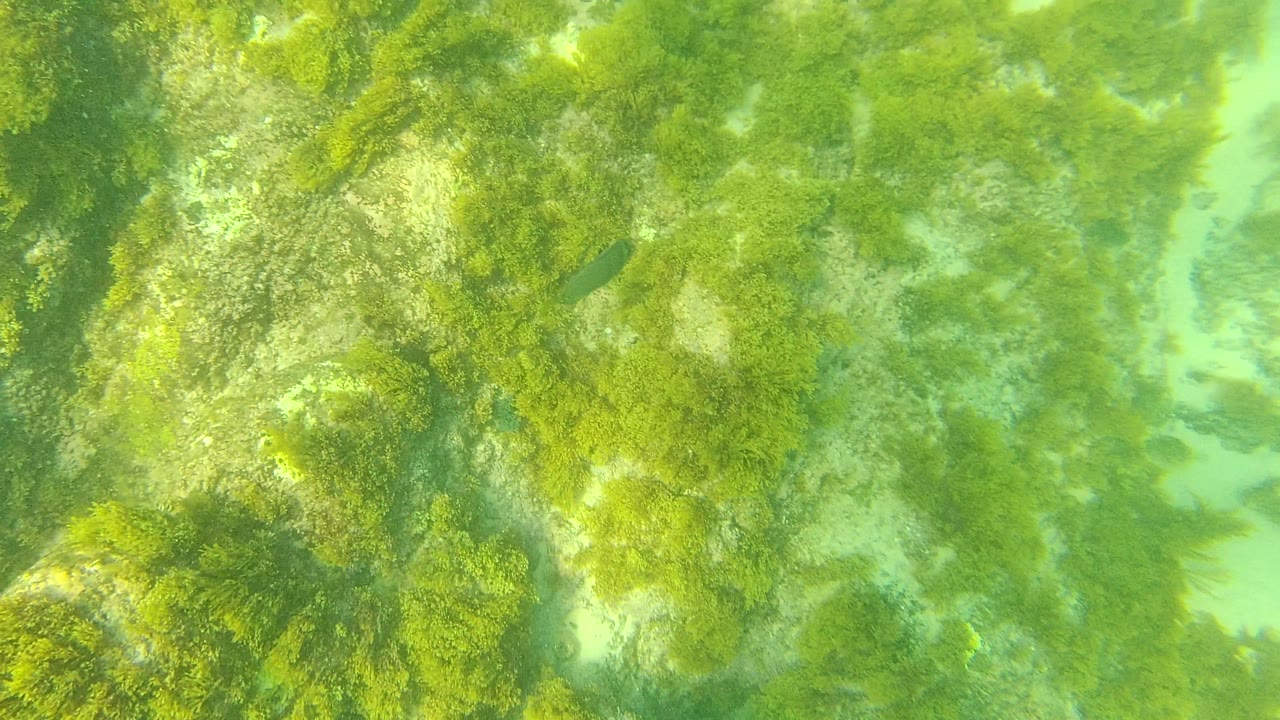Palmilla Los Cabos underwater seabed with algae-covered rocks, green water, and a small dark fish near the left side, with no visible people.