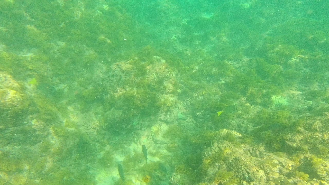 At 0:00 in Palmilla Los Cabos, green-blue water covers a rocky algae-lined seabed with a few small fish visible and no visible people.