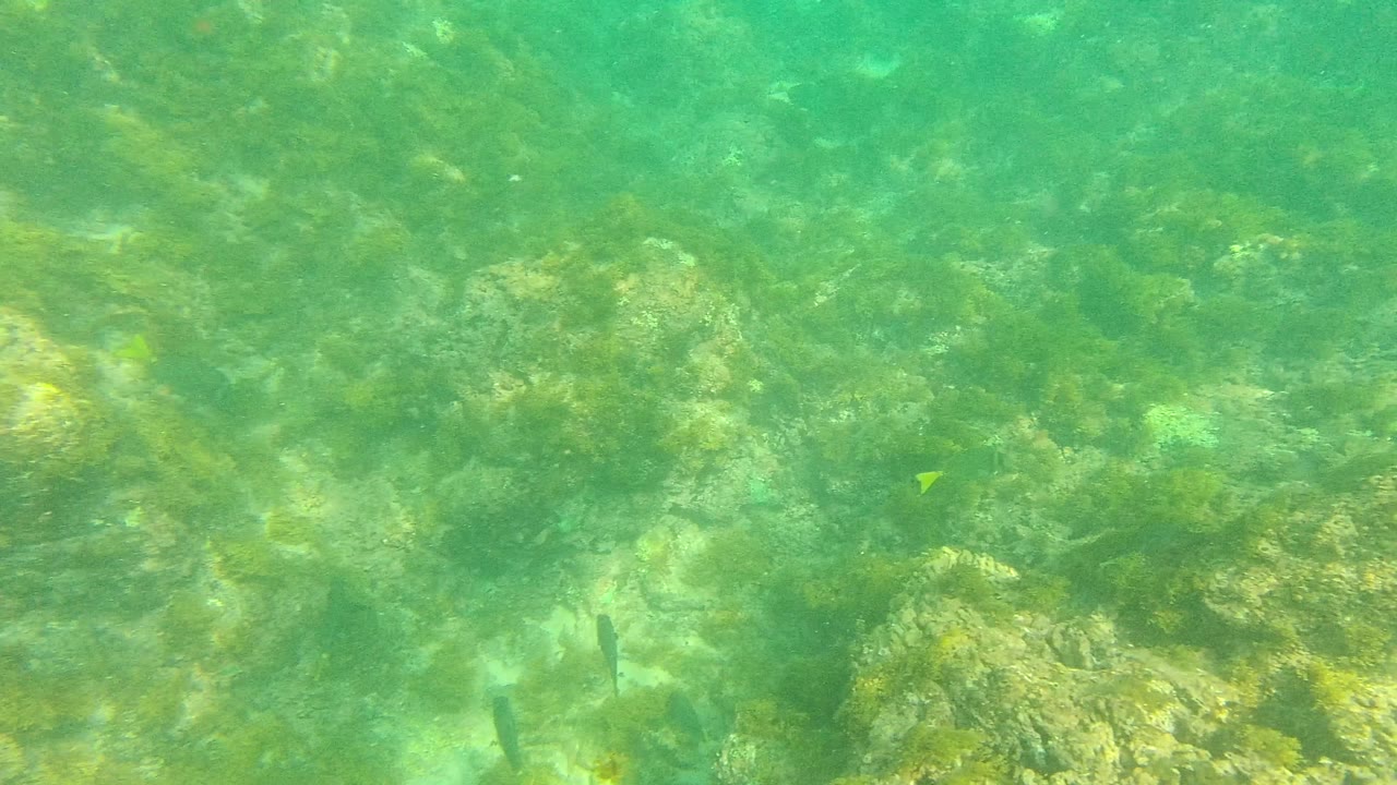 Rocky seabed under green water with algae and scattered fish