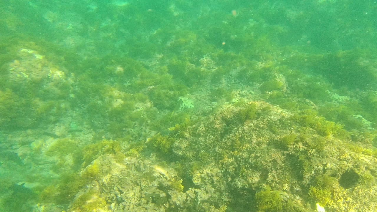 At 0:02 in Palmilla Los Cabos, a larger algae-covered rock mass fills the right side while small fish pass near the rocky seabed and no visible people appear.