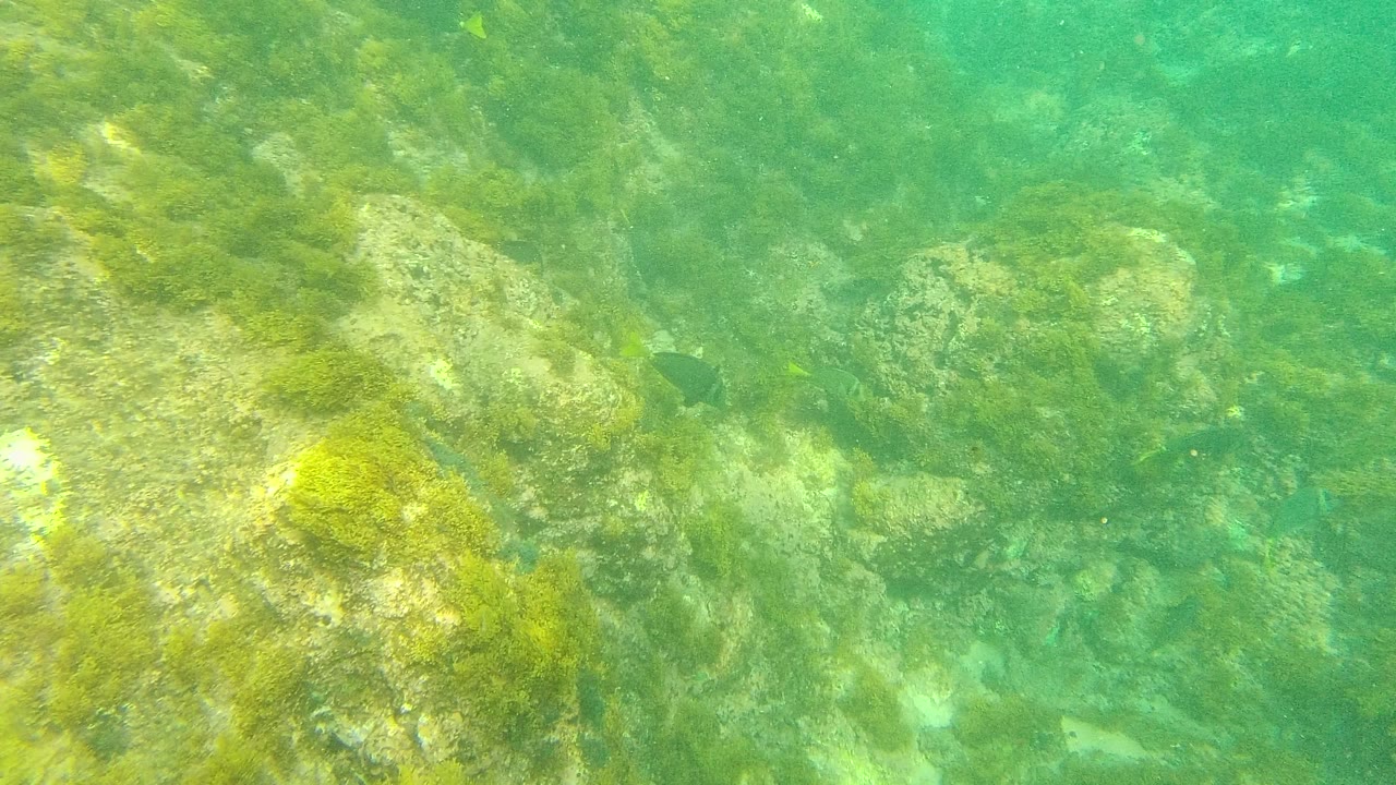 Rocky underwater seabed with green algae in clear water