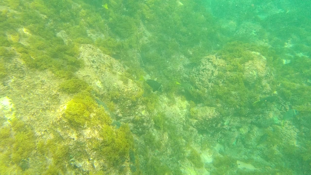 Underwater rocks in Palmilla Los Cabos fill the frame, with algae growth, small fish in the midground, green water, and no visible people.