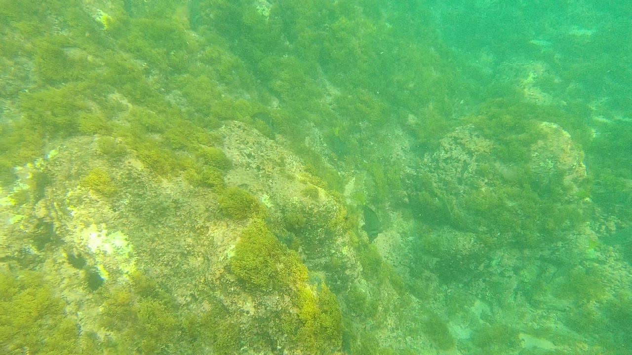 A larger algae-covered rock sits in the lower left of the Palmilla Los Cabos seabed, with green water, scattered stones, small fish, and no visible people.