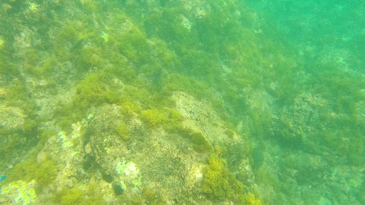 Algae-coated rocks spread across the lower frame in Palmilla Los Cabos, with clear green seawater above, faint fish shapes, and no visible people.