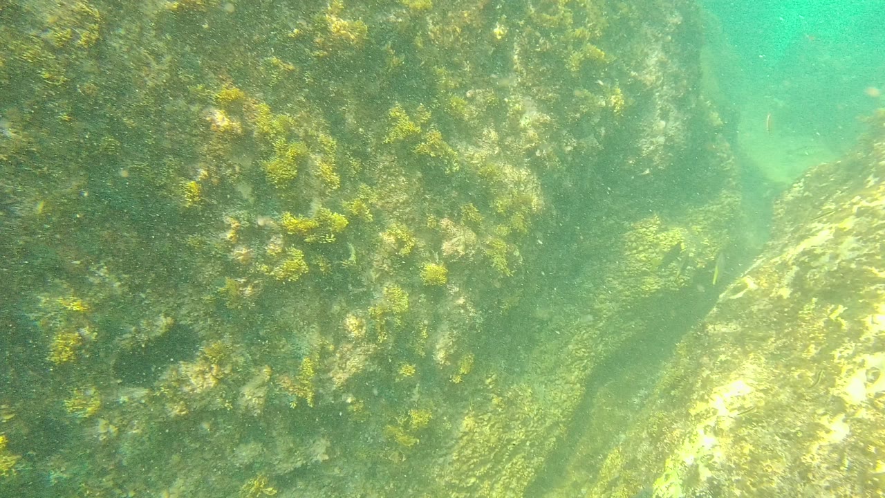 Algae-covered underwater rocks fill the frame in Palmilla Los Cabos, Mexico, with green-blue water, filtered light, and no visible people.