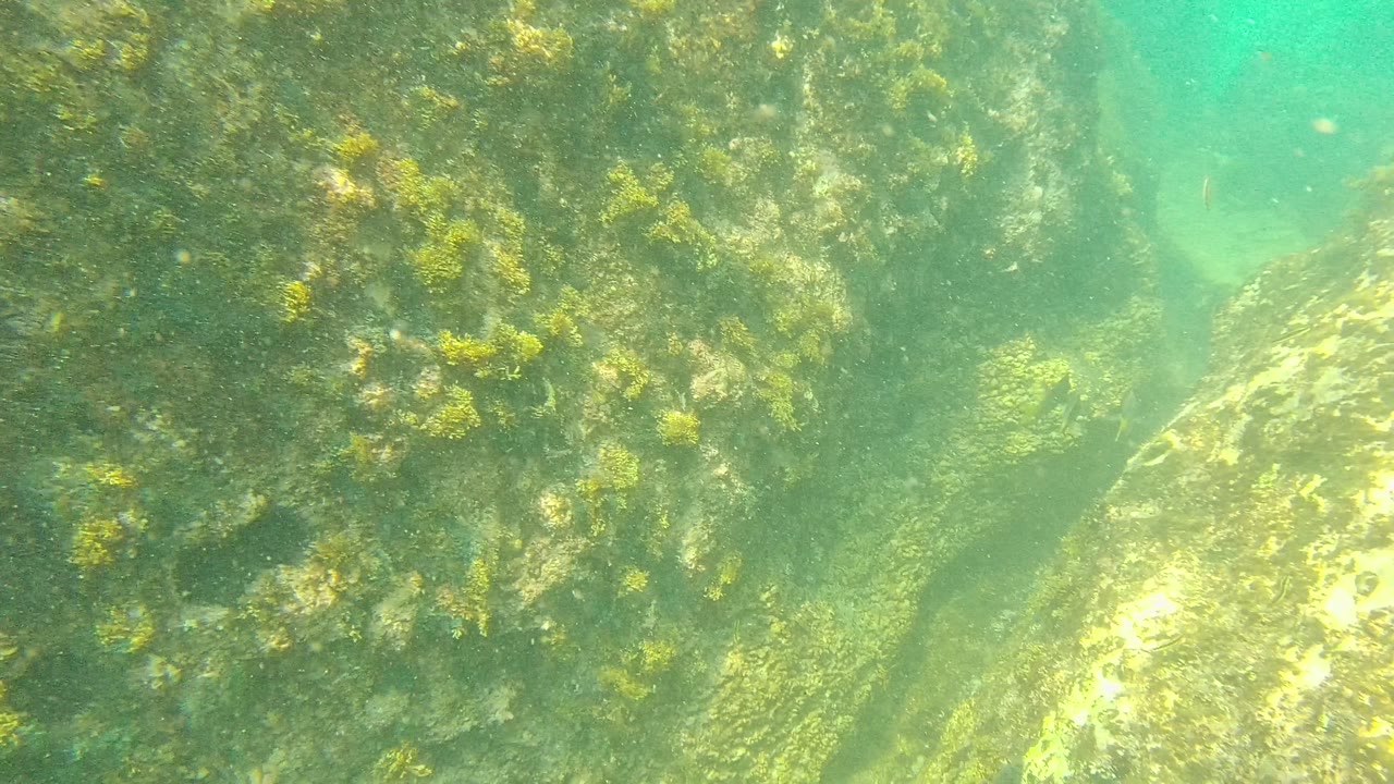 A closer underwater view in Palmilla Los Cabos shows a rock face and seabed coated with green algae, with no visible people.