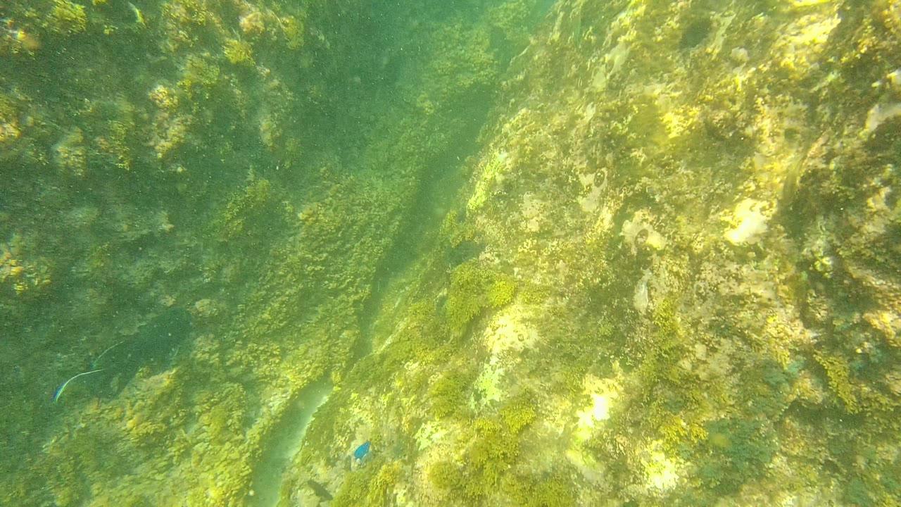Sunlit underwater rocks in Palmilla Los Cabos appear through green water, with algae patches and a small fish shape near the rock gap, no visible people.