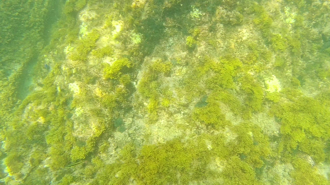 The underwater view in Palmilla Los Cabos opens onto a brighter algae-covered rocky seabed, with green water and no visible people.