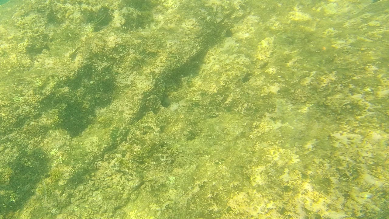 Sunlit algae-covered rock fills the underwater frame in Palmilla Los Cabos, with clear green water and no visible people.
