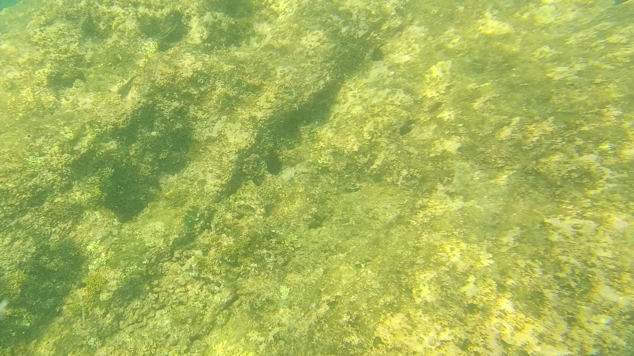 Rocky underwater floor with mottled algae and green water