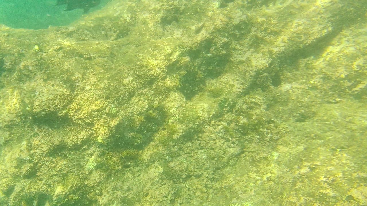 Algae and rough rock spread across the seabed in Palmilla Los Cabos, including a darker patch near the upper frame and no visible people.